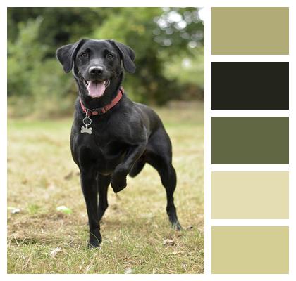 Labrador Retriever Dog Happy Image